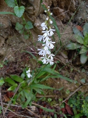 Holothrix parviflora