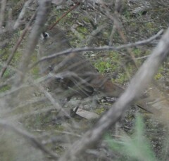 Drymodes brunneopygia