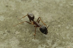 Tanaemyrmex