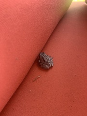 Pseudacris hypochondriaca