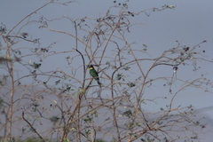 Merops apiaster