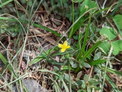 Portulaca quadrifida