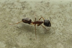 Tanaemyrmex