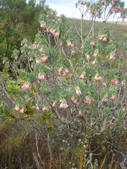 Lobostemon belliformis