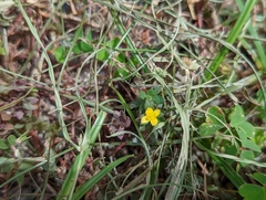 Portulaca quadrifida