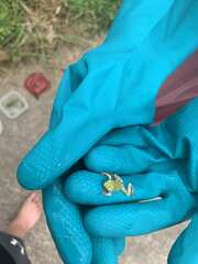 Hyla chrysoscelis