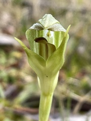 Pterostylis curta