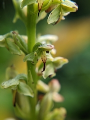 Platanthera