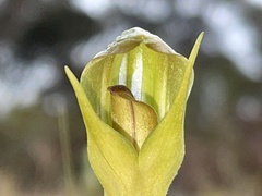 Pterostylis curta