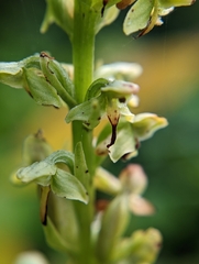 Platanthera