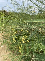 Sesbania cannabina