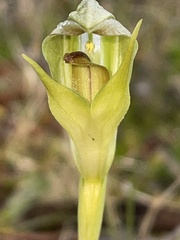 Pterostylis curta