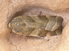 Noctua fimbriata