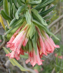 Lobostemon belliformis