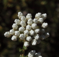 Ozothamnus lepidophyllus