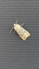 Agrotis segetum