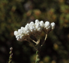 Ozothamnus lepidophyllus