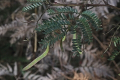 Acacia terminalis