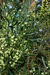 Phyllodineae