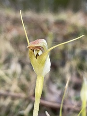 Pterostylis pedunculata