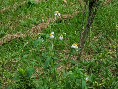 Bidens alba