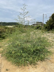 Sesbania cannabina