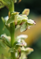 Platanthera
