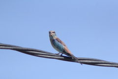 Coracias garrulus