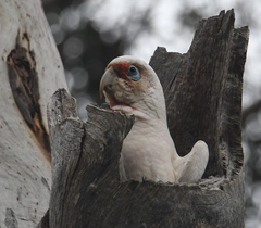 Cacatua tenuirostris