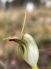 Pterostylis pedunculata