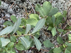 Salix aurita
