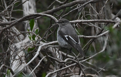 Melanodryas cucullata