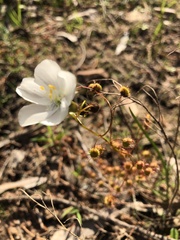 Drosera planchonii