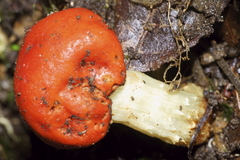 Leratiomyces erythrocephalus