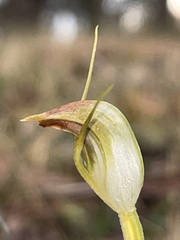 Pterostylis pedunculata