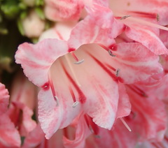 Lobostemon belliformis