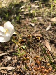 Drosera planchonii
