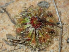 Drosera omissa