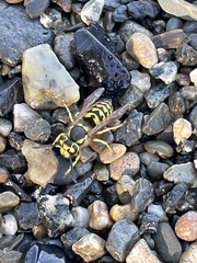 Vespula pensylvanica