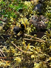 Bombus jonellus