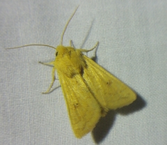 Mythimna vitellina
