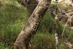 Angophora floribunda