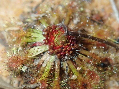 Drosera nitidula