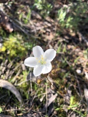 Drosera planchonii