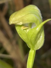 Pterostylis hildae