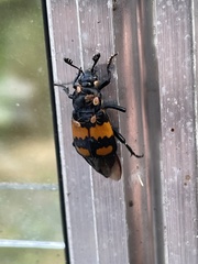 Nicrophorus vespilloides