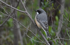 Pachycephala rufiventris