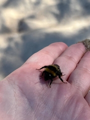 Bombus jonellus