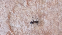 Lasius emarginatus