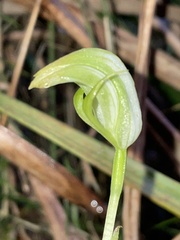 Pterostylis hildae